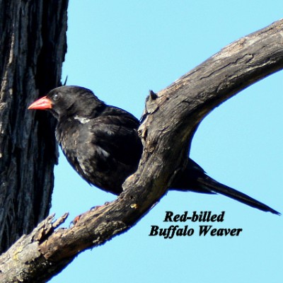 Red-billed Buffalo Weaver